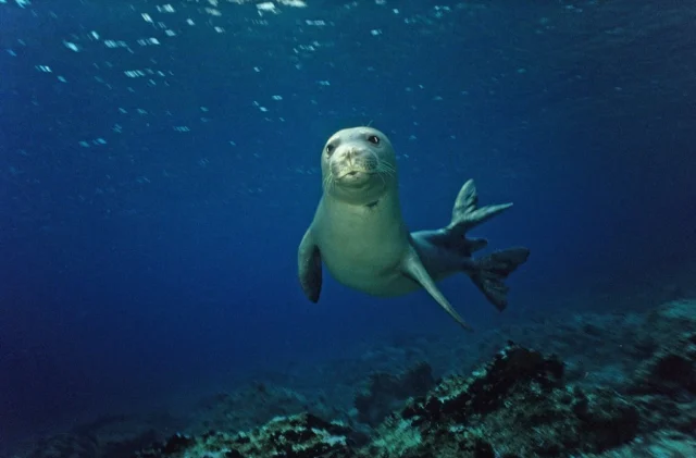 foca-2