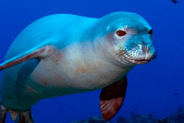 foca-monaca-e1711467910964