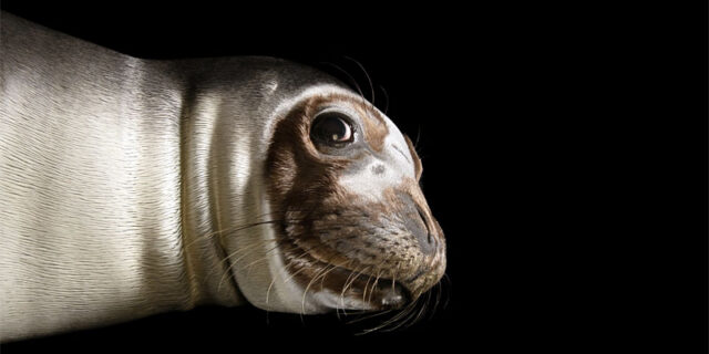 foca-moncaca-31-800×400-1