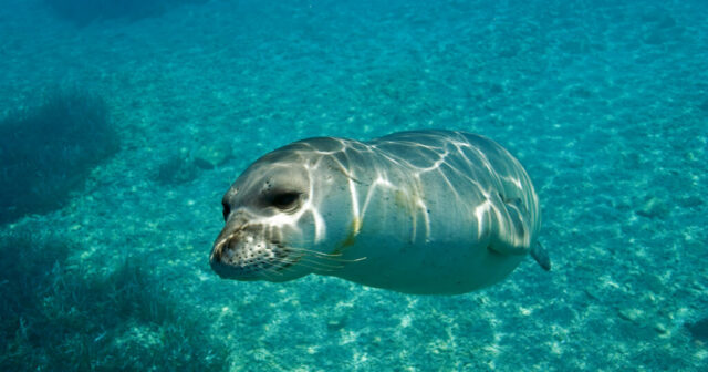 foca_monaca fourmikoula